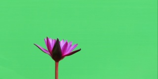 粉红色的睡莲在绿色的背景下绽放。