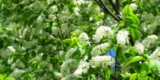 美丽的鸟樱花在春天的树。鸟樱枝上开满了小白花，在风中摇曳。在阳光明媚的春日里，鸟樱树的花枝被阳光照射着。4 k的视频