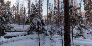 在日落时，白雪覆盖的森林。