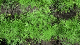 花园里新种的小茴香。Anethum graveolens。青草上挂满了晨露视频素材模板下载