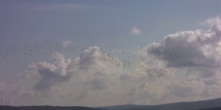 一大群椋鸟在天空中翩翩起舞