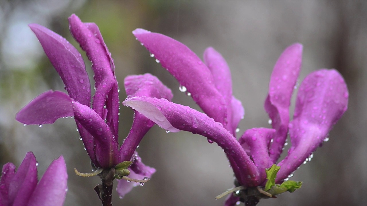 紫玉兰花开在春寒雨中