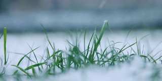 雪花落在草地上