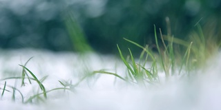 雪花落在草地上