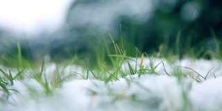 雪花落在草地上