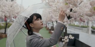 穿着校服的日本女学生撑着透明的雨伞在雨中看桃花