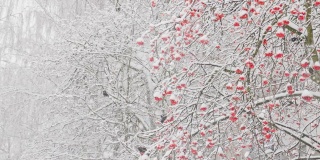 在大雪期间，白天很少有寒鸦吃花楸浆果