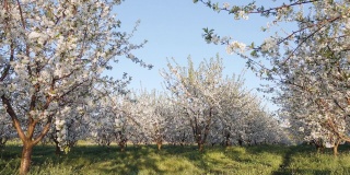在阳光明媚的日子里，花园中盛开的苹果树令人着迷。