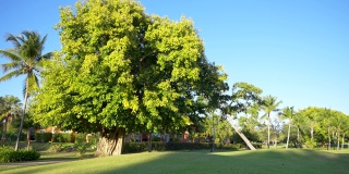 在一个美丽的绿色公园里有一棵巨大的老树。