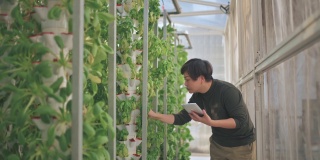 亚洲中国妇女检查温室水培垂直农场生态系统中的植物，比较数据与数字平板电脑