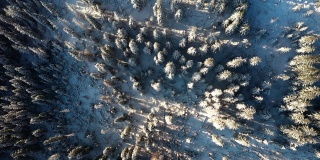 冬天的景观是冰冻的雪杉树。