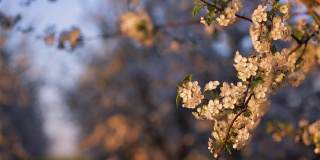 奇妙的观赏花园，在傍晚的灯光下盛开的樱桃树。
