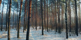 无人机飞行穿越松柏林雪白色的森林在冬季霜冻的一天。风景如画的公园森林景观。冬季霜冻森林的自然高架视图。白雪皑皑的针叶林。路,走