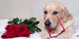 一只戴着心形眼镜的漂亮的狗和一束红玫瑰躺在床上。