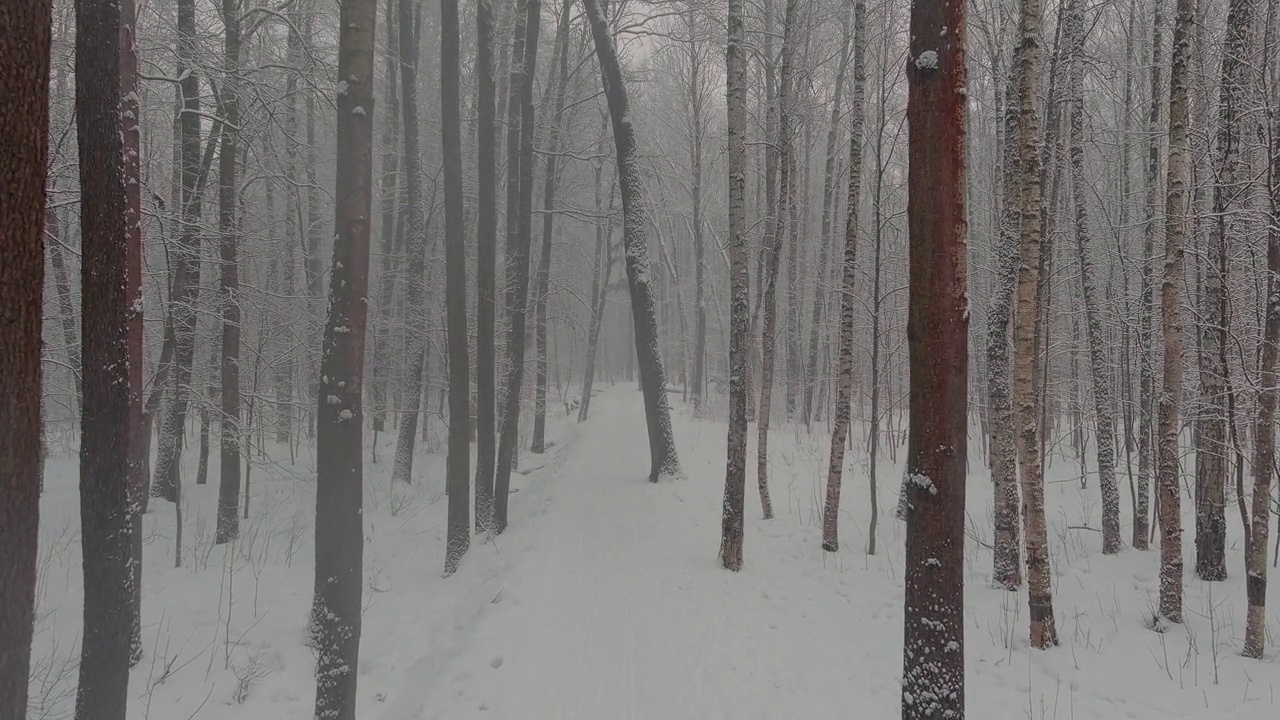 在冬天，无人机在森林里被雪覆盖的树干之间缓慢地飞行，在霜冻的日子，下雪的日子，暴风雪里没有人