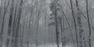 在冬天，无人机在森林里被雪覆盖的树干之间缓慢地飞行，在霜冻的日子，下雪的日子，暴风雪里没有人