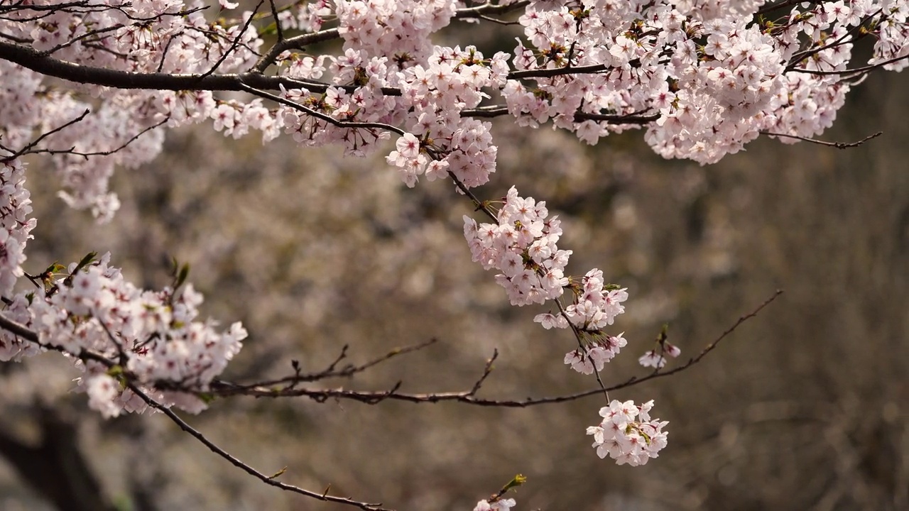 樱花盛开的枝头