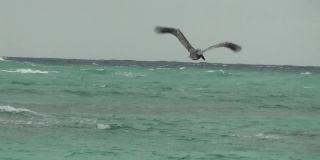 一段鹈鹕飞过加勒比海海滩的视频