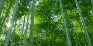 绿油油的竹林，阳光普照