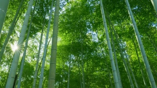 绿油油的竹林，阳光普照视频素材模板下载