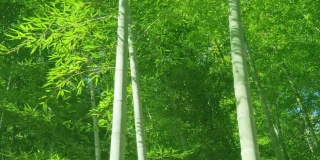 新鲜的竹子在风中摇曳