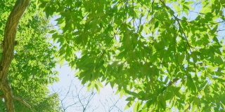 一棵有美丽阳光的新绿树