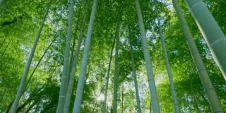 绿油油的竹林，阳光普照