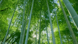 绿油油的竹林，阳光普照视频素材模板下载
