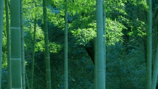 新鲜的竹子在风中摇曳视频素材模板下载
