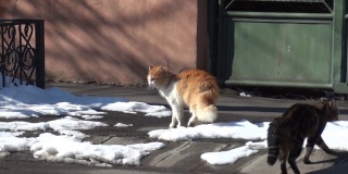 两只猫在雪堆中穿过街道