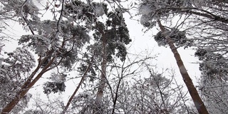 冬天的景观随着雪花飘落，从树上飘落