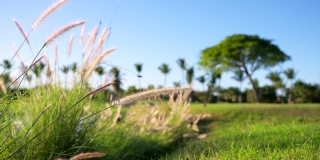 热带的草在风中摇曳，棕榈树在模糊的背景上。