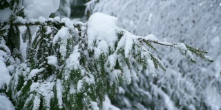 一个女人的手沿着一根被雪覆盖的云杉树枝滑过。人在自然界中。松树树枝上的雪的特写。霜冻时，公园或森林里的白色雪堆。与世隔绝，远离人群。