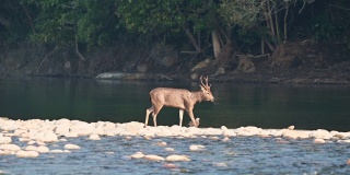 在印度北阿坎德邦Jim corbett国家公园的迪卡拉区，警惕的雄性黑鹿或rusa单色侧影在冬天的晨光中行走或穿过拉姆甘加河的水