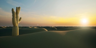 仙人掌沙漠，美丽的沙子，野生的自然景观，日落场景，蓝天4k