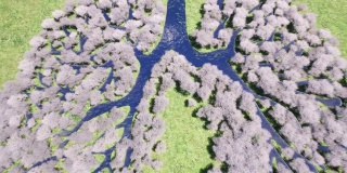 肺森林环境自然地球拯救地球绿色星球田园风光农场4k