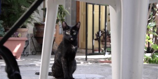 院子里的一把白色塑料椅子下面藏着一只黑猫，它带着斑点，坐在那里看电视