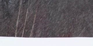 白桦林前的大雪