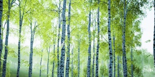 白桦树在夏天的森林里