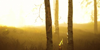 日出或日落在桦树林中，阳光透过树干照射