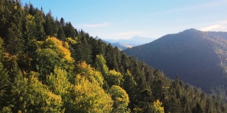 在秋天明亮的一天鸟瞰山坡上的深色云杉树林。美丽的风景，野生的高山林地