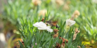 蜂鸟天蛾(Macroglossum staratarum)