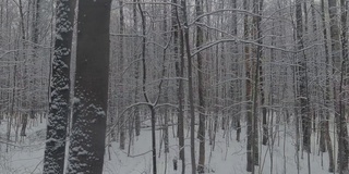 在冬天，无人机在森林里被雪覆盖的树干之间缓慢地飞行，在霜冻的日子，下雪的日子，暴风雪里没有人