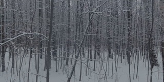 在冬天，无人机在森林里被雪覆盖的树干之间缓慢地飞行，在霜冻的日子，下雪的日子，暴风雪里没有人