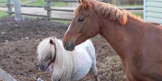 农场里的马。一匹棕色的马和一匹白色的小马在畜栏里散步