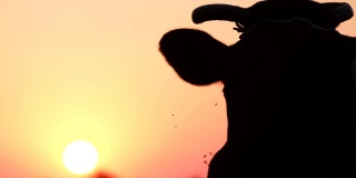 日落时的印度圣牛。牛头的剪影。
