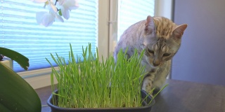 有食欲的猫从锅里吃草。发芽的燕麦为宠物的健康。家中有一只银色斑点孟加拉猫