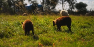 夏天在草地上吃草的羊。