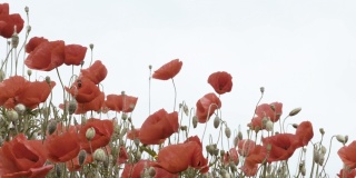 红色罂粟花在野生自然蓝色的天空背景，特写。美丽的野花在阳光下盛开在绿色的田野上。风摇曳的罂粟花。阵亡将士纪念日概念，自然之美，慢动作，选择性聚焦