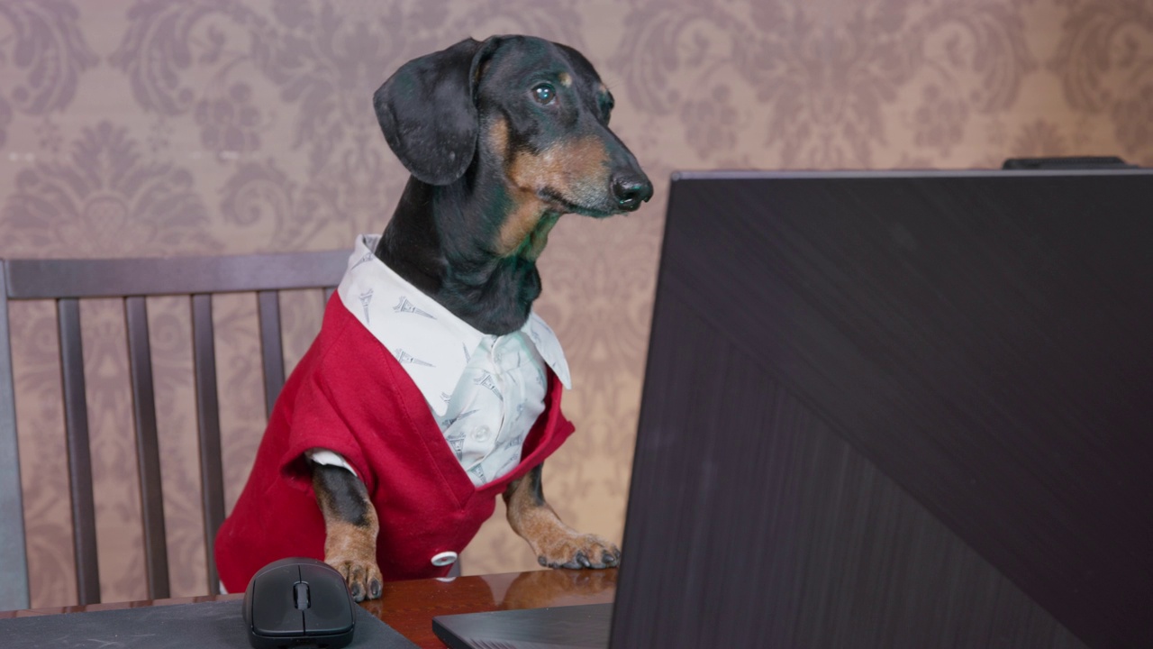 穿着白衬衫和红色针织夹克的严肃腊肠犬进行在线会议或面试。自由职业者在家庭办公室使用笔记本电脑工作，或在流媒体服务上看电影